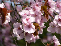 上川村極楽寺の野中桜